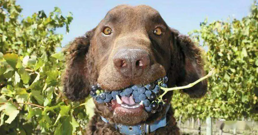 Können Hunde Weintrauben essen? Vergiftungssymptome bei Hunden nach dem Verzehr von Weintrauben