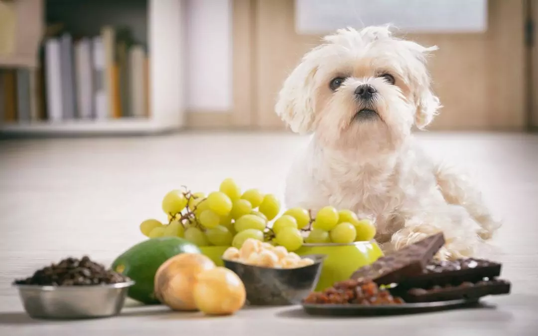 Warum können Hunde keine Weintrauben essen? Können Hunde Weintrauben essen oder nicht?