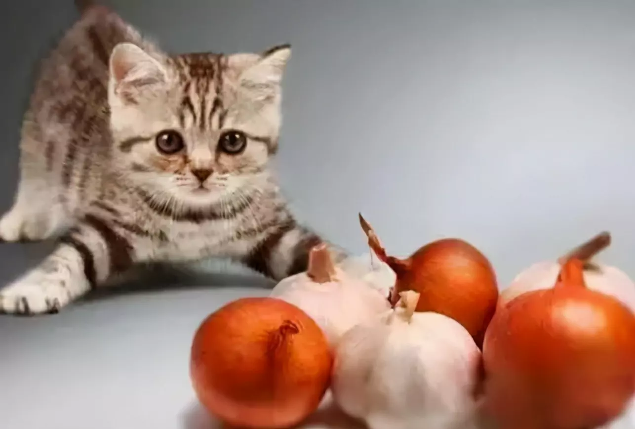 Können Katzen Knoblauch fressen? Warum können Katzen keine Zwiebeln und keinen Knoblauch fressen?