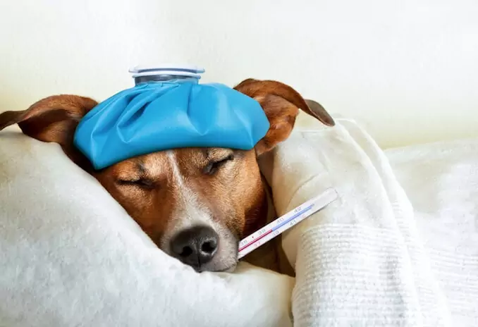 Woran erkennen Sie, dass Ihr Hund Fieber hat? Ursachen von Fieber bei Hunden