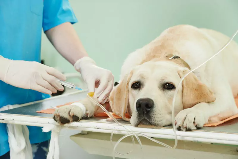 Können Hunde einen Schlaganfall bekommen? Was ist das Problem, das bei einem Hund einen Schlaganfall verursacht?