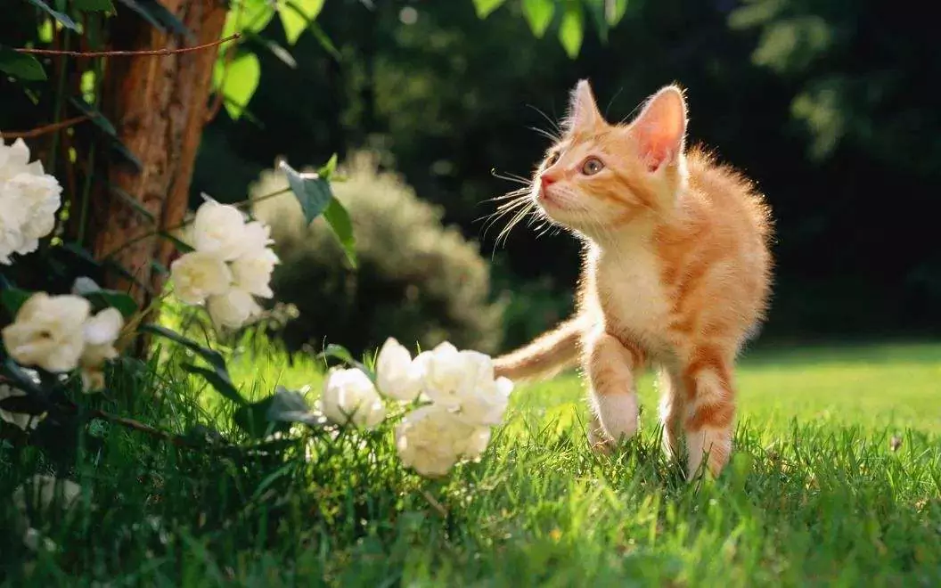 Sind Rosen giftig für Katzen? Können Katzen allergisch auf Rosen reagieren?