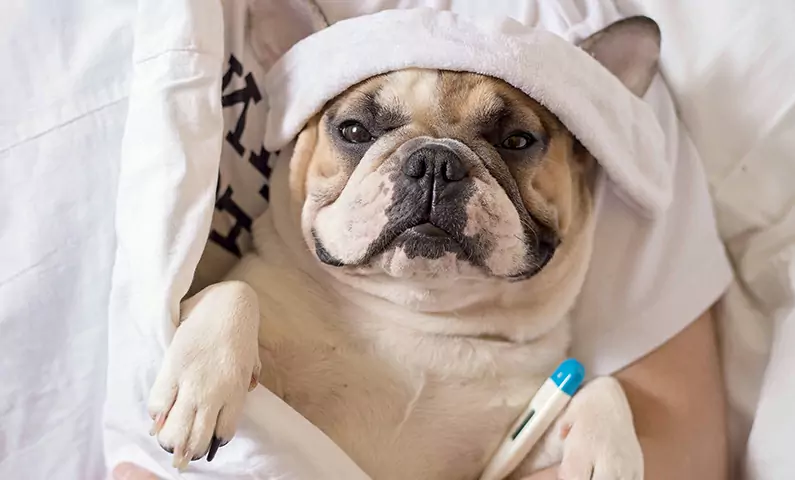 Können Hunde die Grippe bekommen? Wie kann sich die Hundegrippe verbreiten?