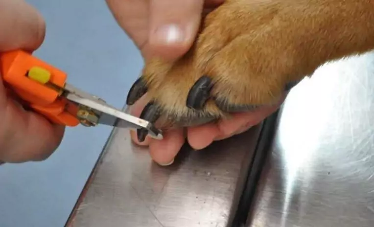 Wie oft sollte ich die Nägel meines Hundes schneiden?