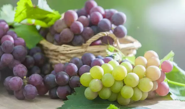 Sind Weintrauben schlecht für Hunde?