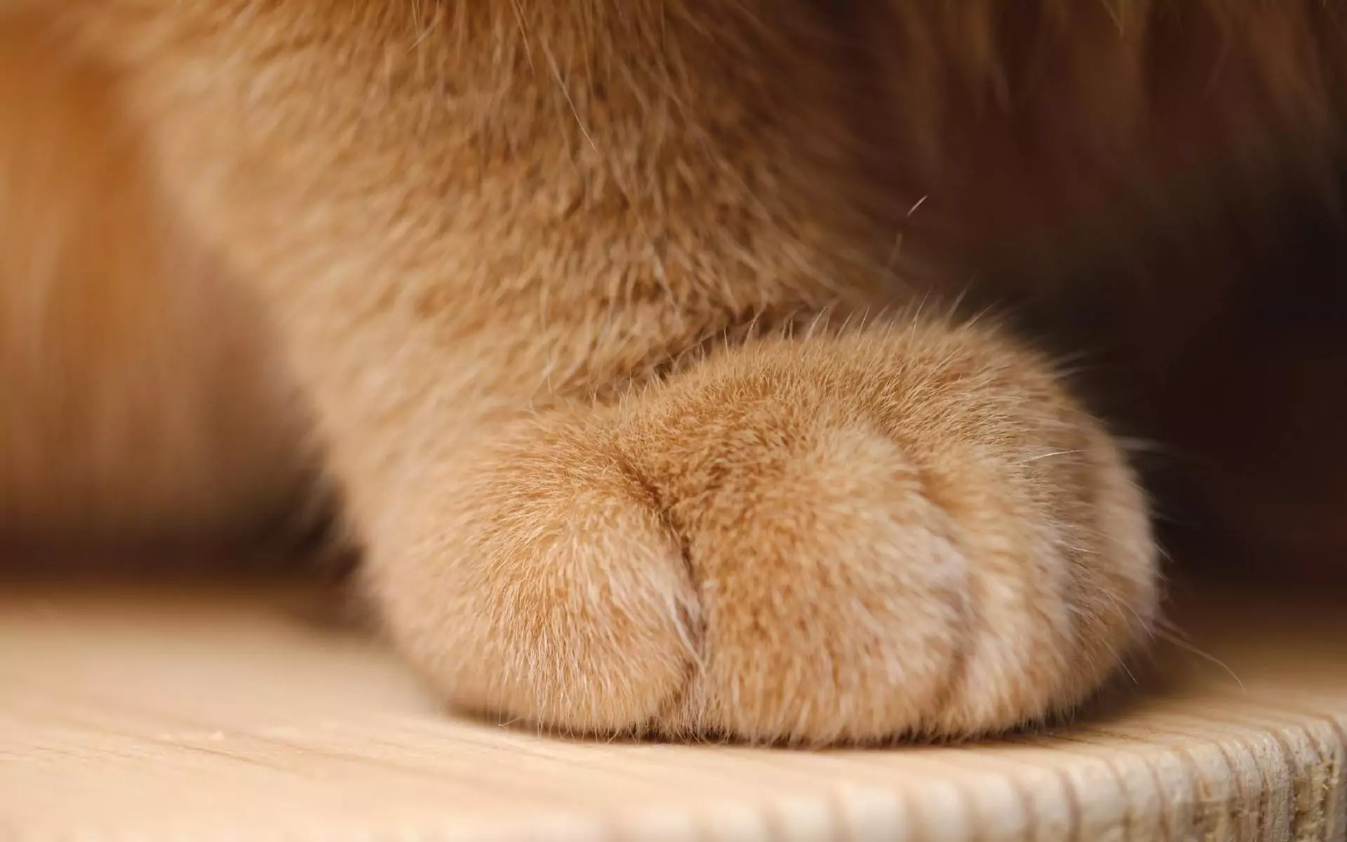 Wie viele Zehen hat eine Katze?