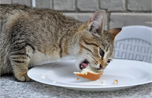 Können Katzen Brot essen? Warum lieben Katzen Brot?
