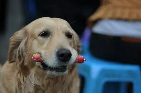 Können Hunde Schinken essen? Können alle Arten von Schinken gegessen werden?