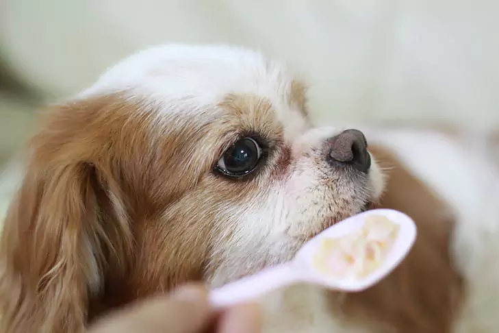 Können Hunde Haferflocken essen? Vorteile von Haferflocken für Hunde