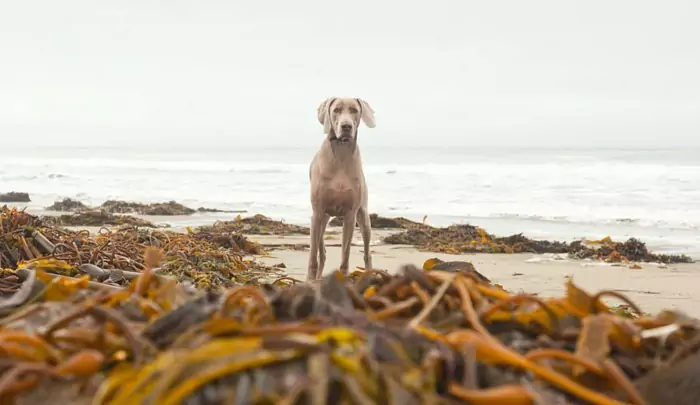 Können Hunde Seetang essen? Was ist der Unterschied zwischen Seetang und Algen?