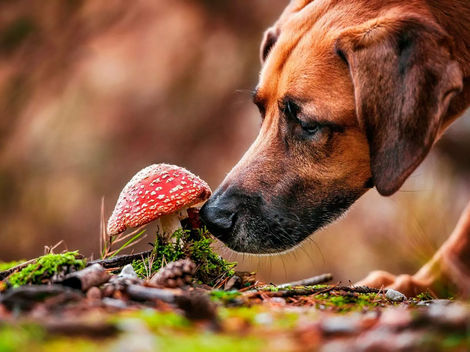 Können Hunde Pilze essen? Was ist der Nährwert von Pilzen für Hunde?