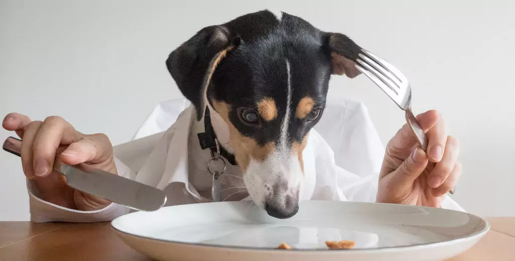 Können Hunde Kartoffeln essen? Was sind die Vorteile von Kartoffeln für Hunde? Können Hunde Kartoffelpüree essen?