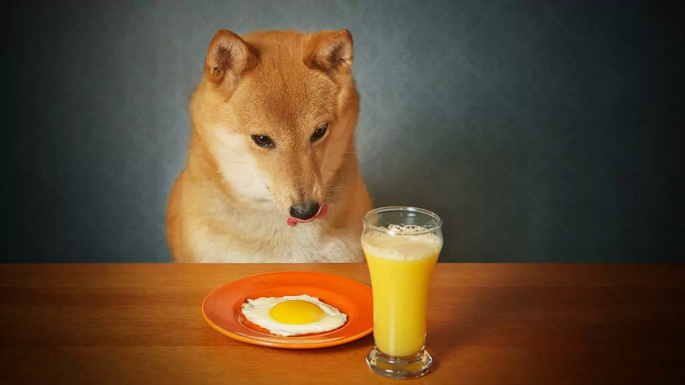 Können Hunde Orangensaft trinken?