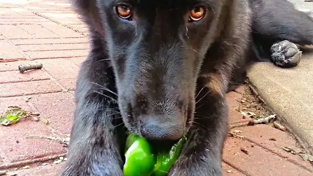 Können Hunde grüne Paprika essen? Was ist zu tun, wenn ein Hund grüne Paprika frisst?