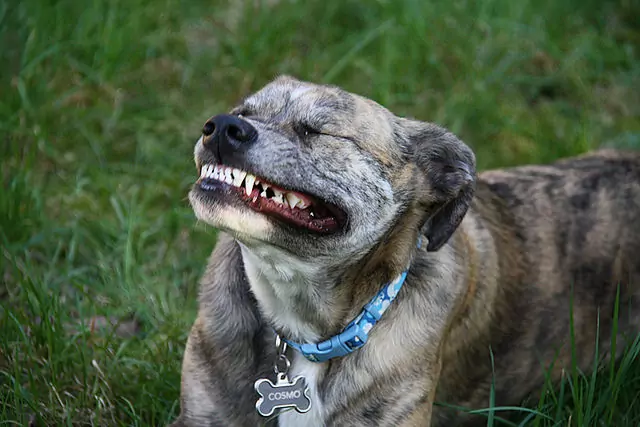 Verlieren Hunde ihre Zähne?