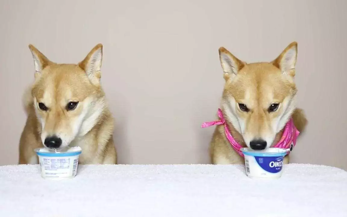 Können Hunde Joghurt essen? Was sind die Vorteile von Joghurt für Hunde?