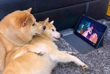 Können Hunde fernsehen? Was sehen Hunde im Fernsehen?