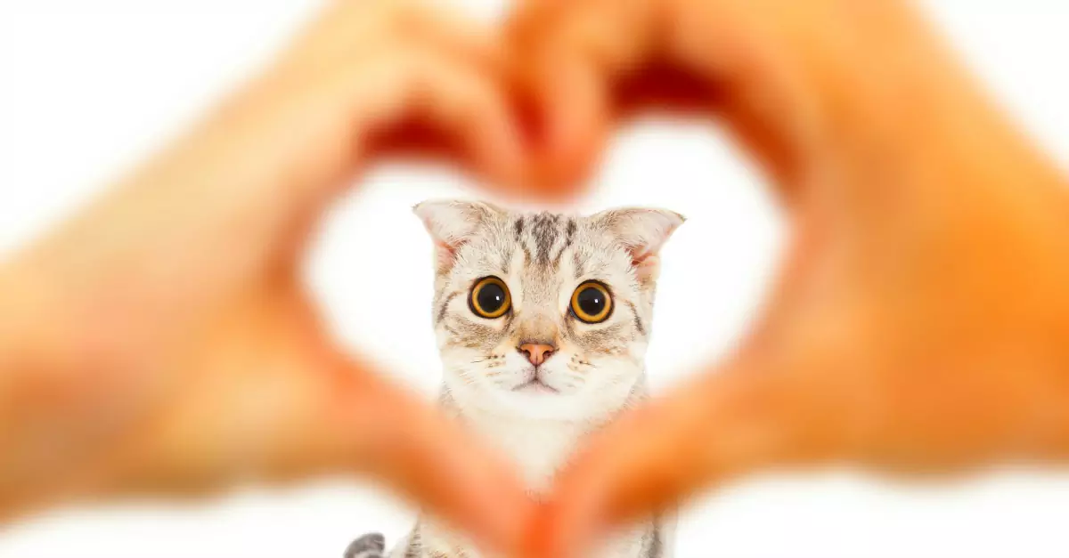 Lieben Katzen ihre Besitzer? Wie Katzen dich lieben