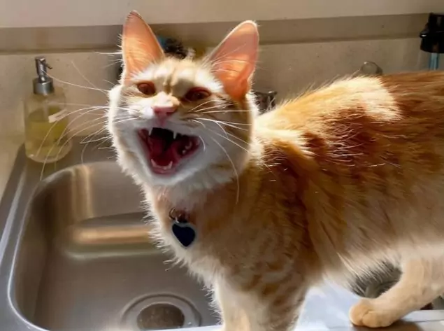 Warum machen Katzen zischende Geräusche? Der Ursprung des zischenden Geräusches von Katzen