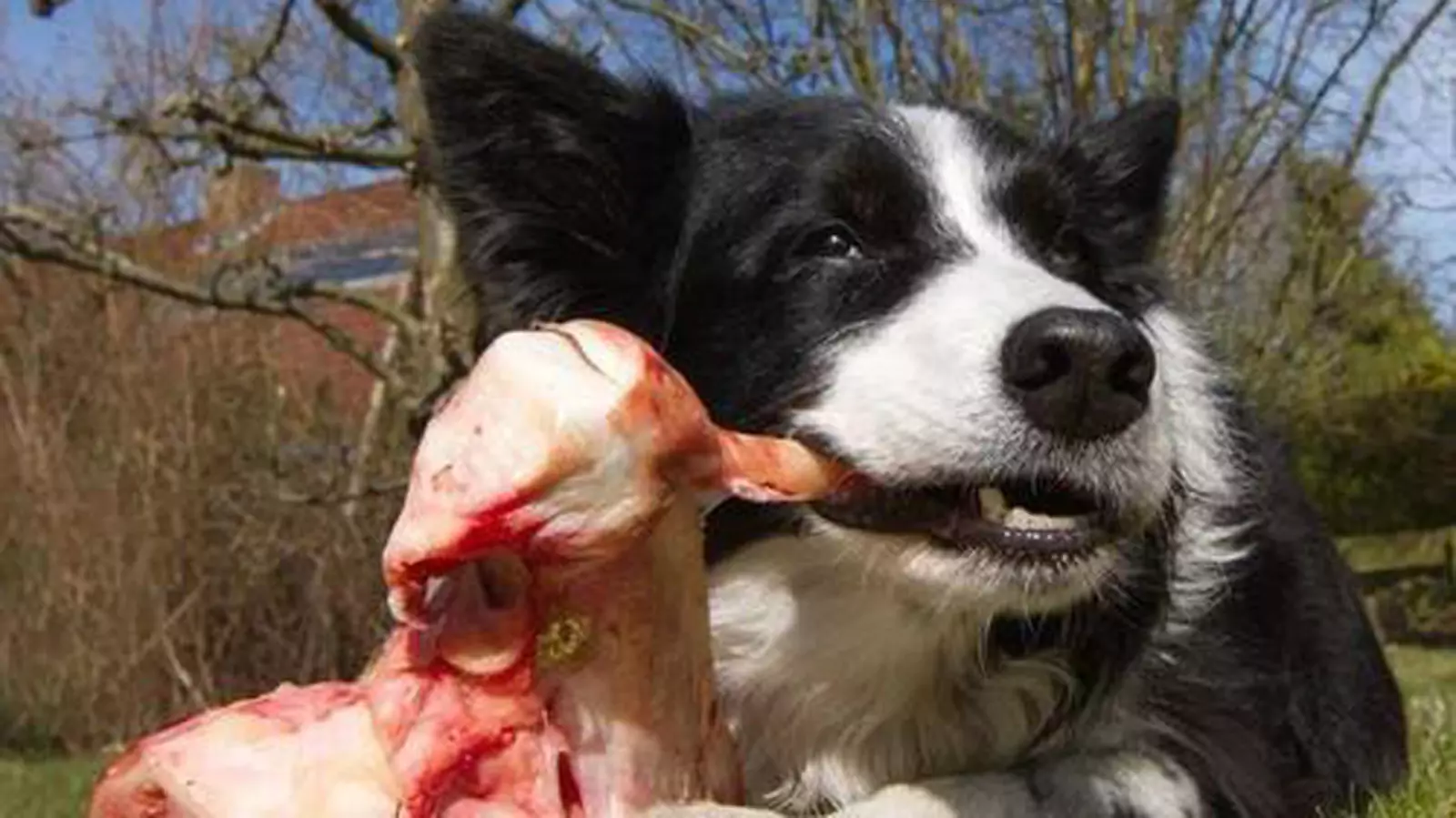 Können Hunde rohes Rindfleisch fressen? Die Vor- und Nachteile von Rindfleisch für Hunde