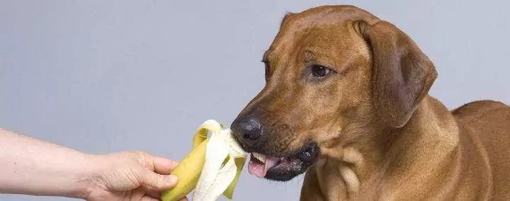 Können Hunde Bananen essen? Was sind die Vorteile von Bananen für Hunde?