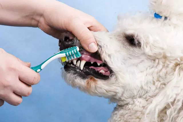 Wie oft sollte ich die Zähne meines Hundes putzen?