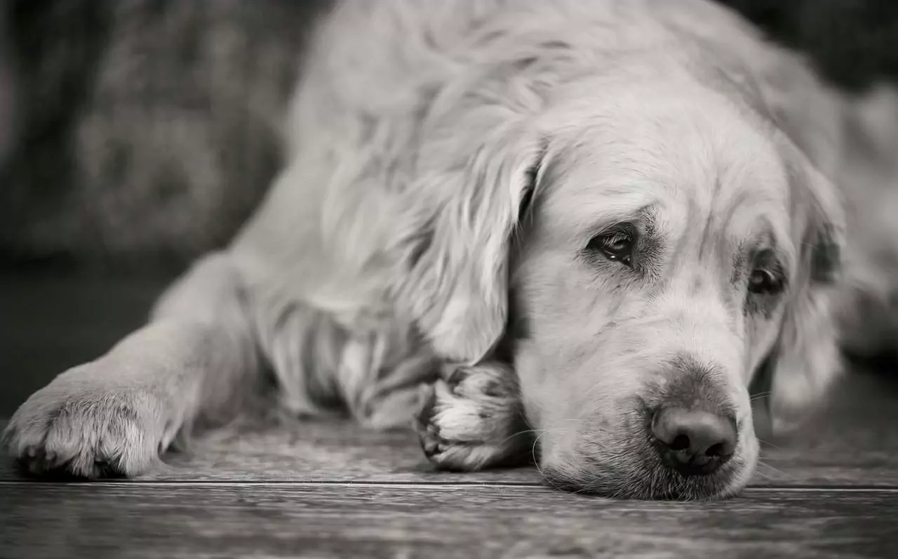 Können Hunde depressiv sein?