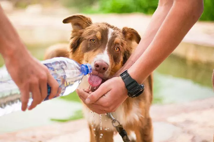 Wie viel Wasser sollte ein Hund trinken?