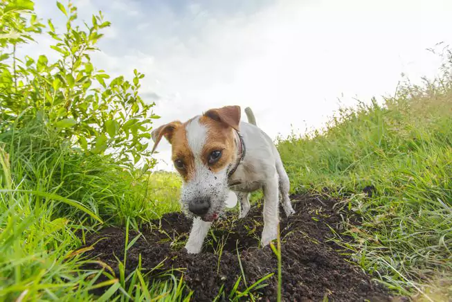 Warum graben Hunde Löcher？Warum graben Hunde immer in der Nähe des Zauns?