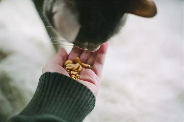 Können Katzen Erdnussbutter essen? Dürfen Katzen Erdnüsse fressen?