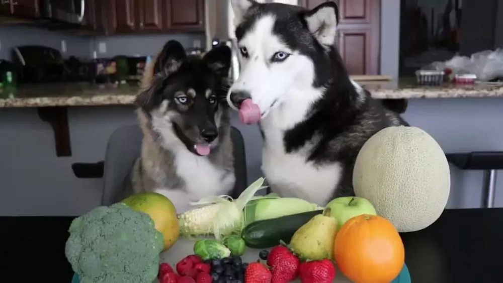 Können Hunde Gemüse essen? Welches Gemüse essen Hunde gerne?