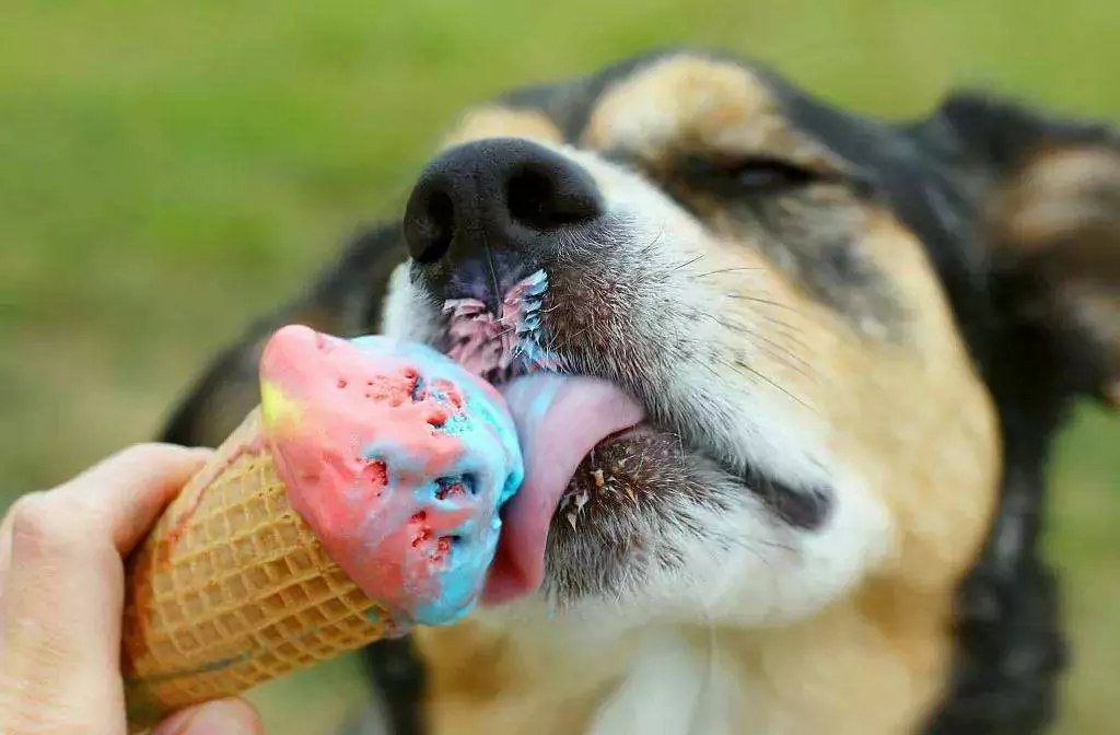 Können Hunde Eiscreme essen? Mögliche Gesundheitsprobleme von Speiseeis für Hunde
