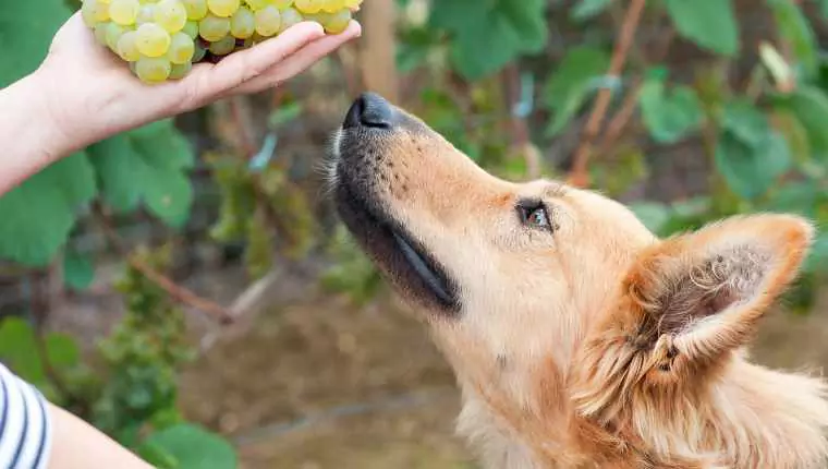 Können Hunde Rosinen essen? Weintraubenvergiftung, Vergiftungserscheinungen bei Hunden