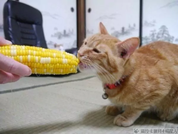 Können Katzen Mais fressen? Tipps für die Katzenhaltung