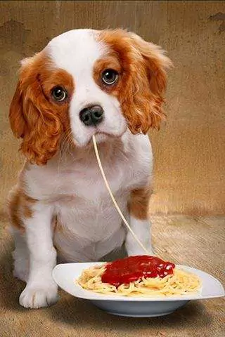 Können Hunde Spaghetti essen? Welche schädlichen Auswirkungen hat der langfristige Verzehr von Spaghetti bei Hunden?