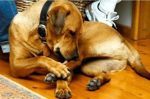Warum lecken sich Hunde die Pfoten? Wie behandelt man Pfotenlecken bei Hunden?