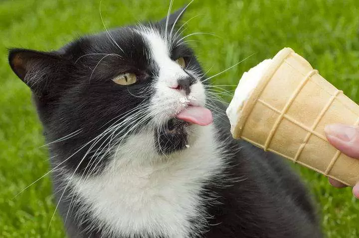 Können Katzen Eiscreme essen? Können Katzen Joghurt essen?