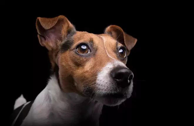 Welche Farben können Hunde sehen? Welche Unterschiede gibt es zwischen den visuellen Strukturen von Hunden und Menschen?