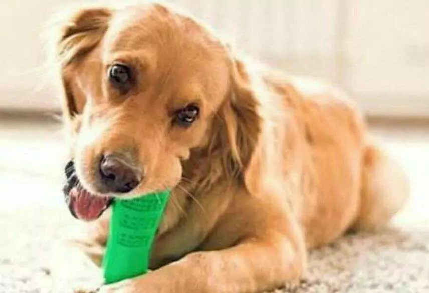 Wie kann man das Maul des Hundes zu Hause reinigen? Tipps zur Beseitigung von Mundgeruch bei Hunden