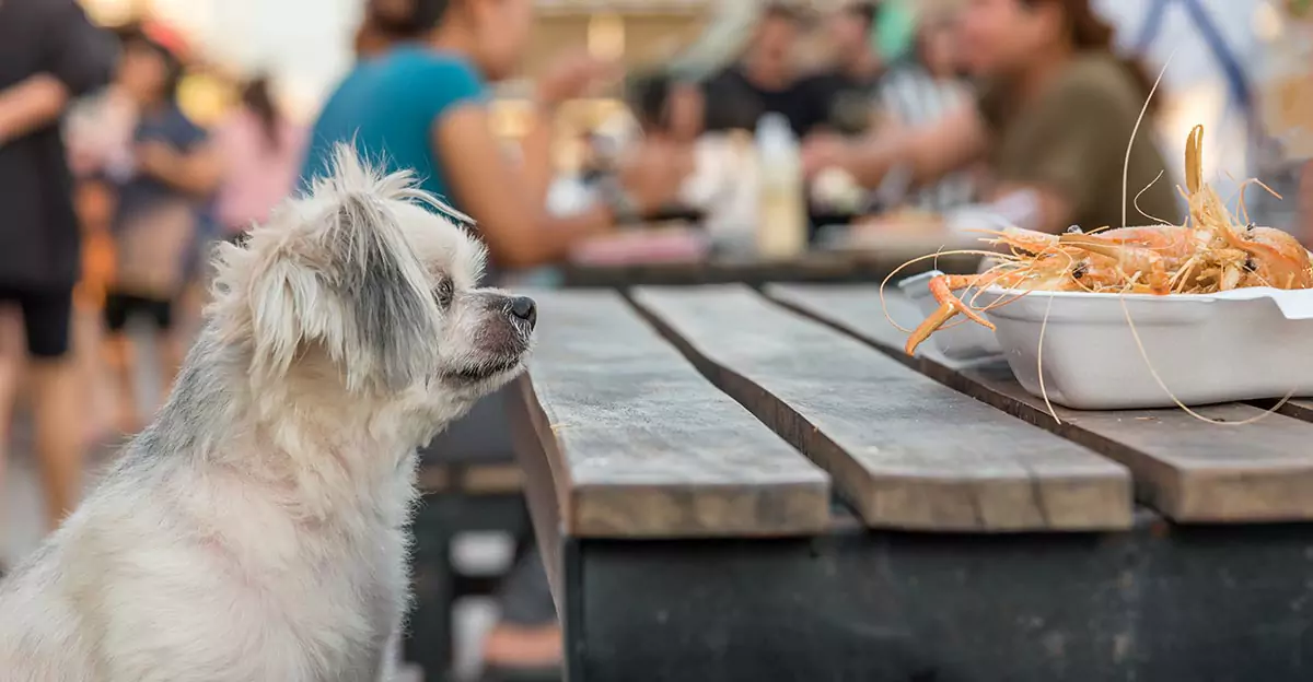 Können Hunde Shrimps essen? Sind Shrimps gut für Hunde?