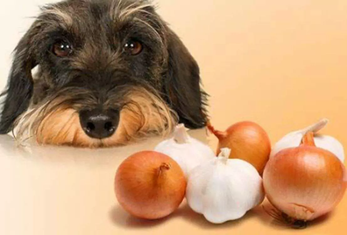 Können Hunde Zwiebeln essen? Warum sind Zwiebeln giftig für Hunde?