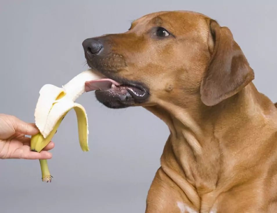 Welche Früchte können Hunde essen? Das Für und Wider der Obstverfütterung an Hunde und Vorsichtsmaßnahmen