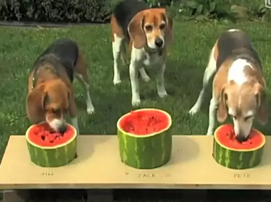 Können Hunde Wassermelone essen? Was sind die Vorteile der Wassermelone für Hunde?