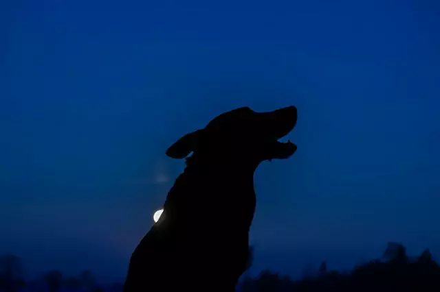 Was sehen Hunde nachts?