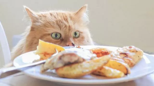 Können Katzen Huhn essen? Die Nährwerte der einzelnen Teile des Huhns