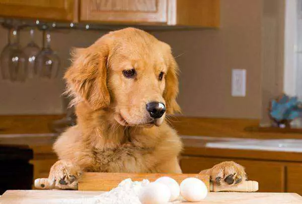 Sind rohe Eier gut für Hunde? Welche anderen Nachteile hat der Verzehr von rohen Eiern für Hunde?