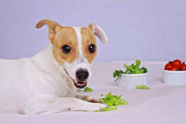 Können Hunde Kopfsalat essen? Müssen Hunde gekocht werden, um Gemüse zu fressen?