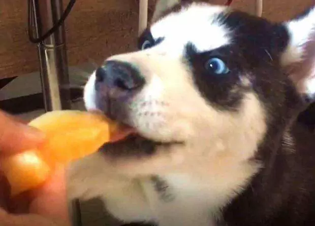 Können Hunde Melone essen? Diätetische Kontraindikationen bei Hunden