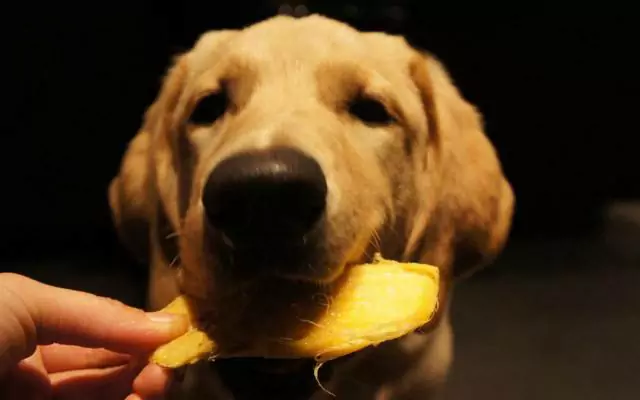 Können Hunde Mangos essen? Was sind die Vorteile von Mangos für Hunde?