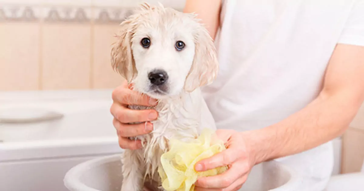 Wie oft sollte ich meinen Hund baden? Die Gefahren des häufigen Hundebadens